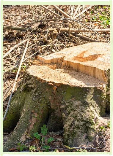 Stump Grinding and Removal