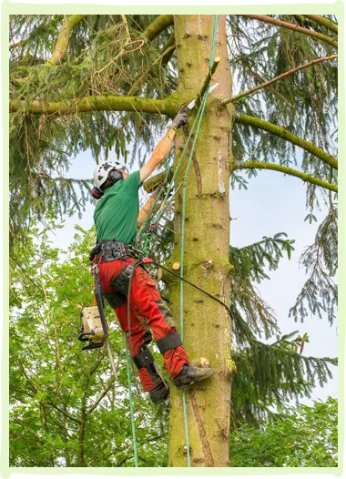 Tree Trimming and Pruning