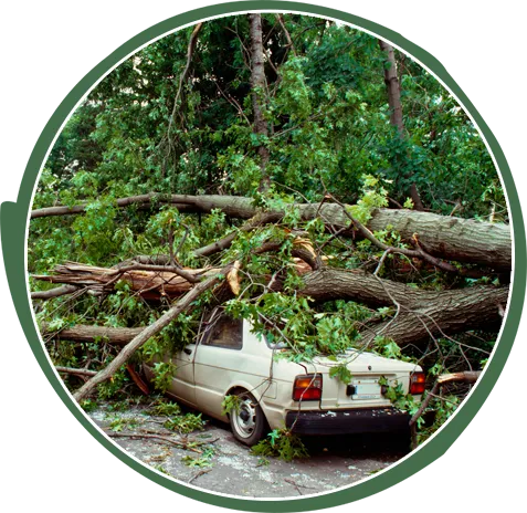 Emergency Tree Work