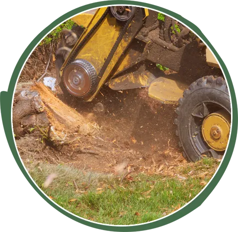 Stump Grinding and Removal