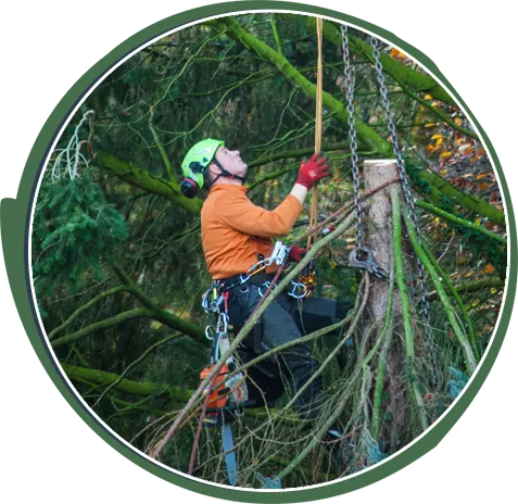 Tree Trimming and Pruning