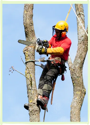Tree Trimming and Pruning