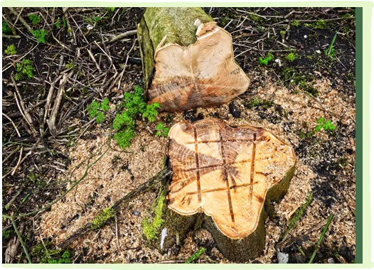 Stump Grinding and Removal