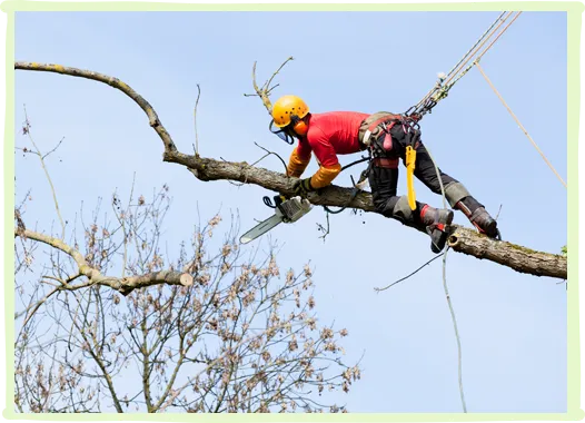 Tree Trimming and Pruning