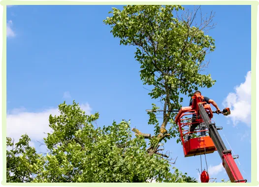Tree Trimming and Pruning