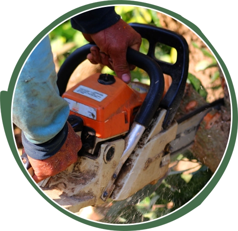 Tree Removal