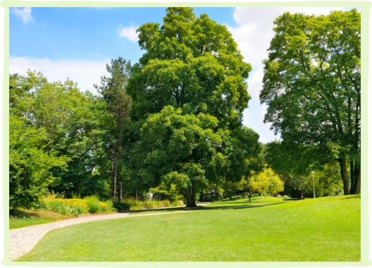 Tree Removal